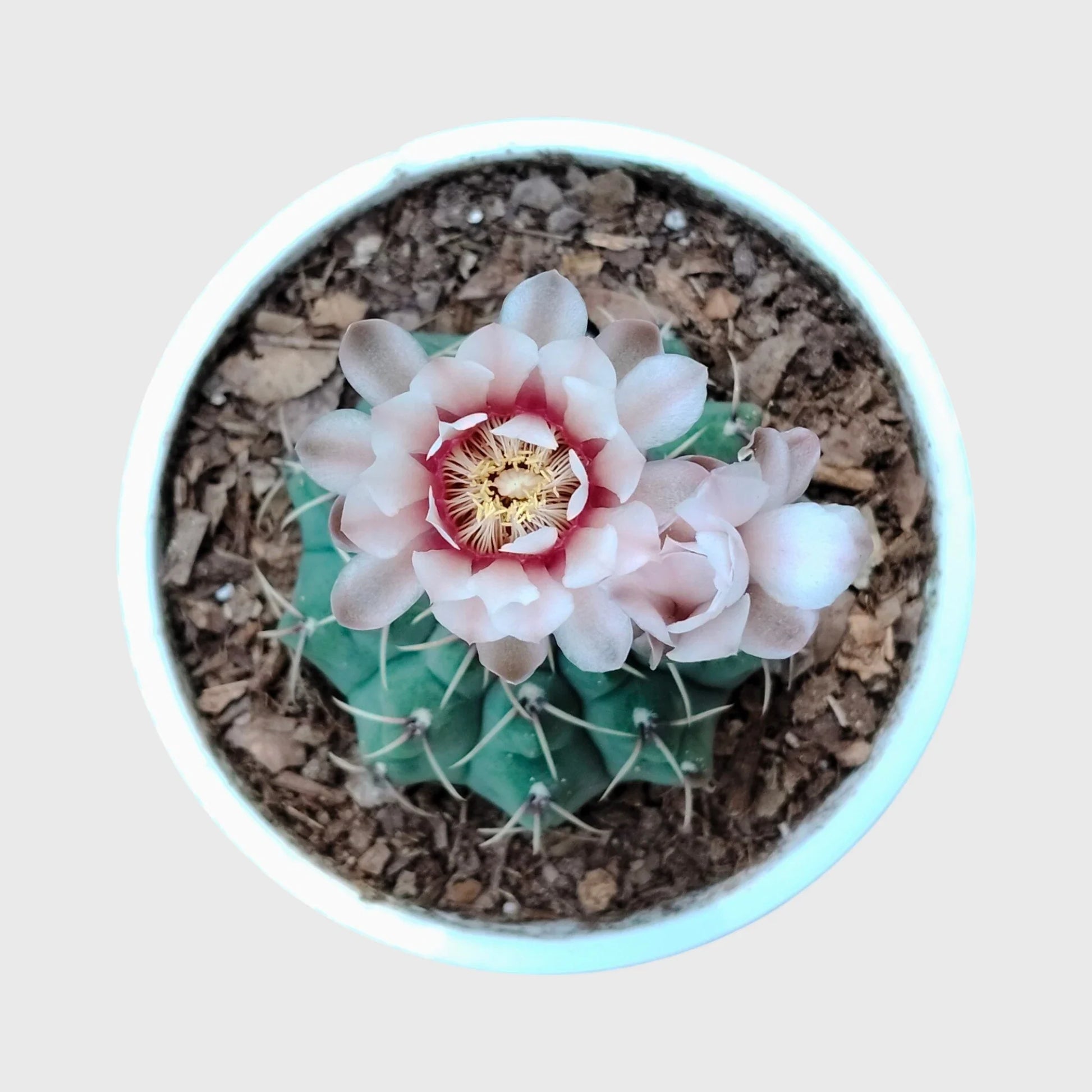 Gymnocalycium Quehlianum Hybrid Well Rooted Flowering Cactus 7-10cm