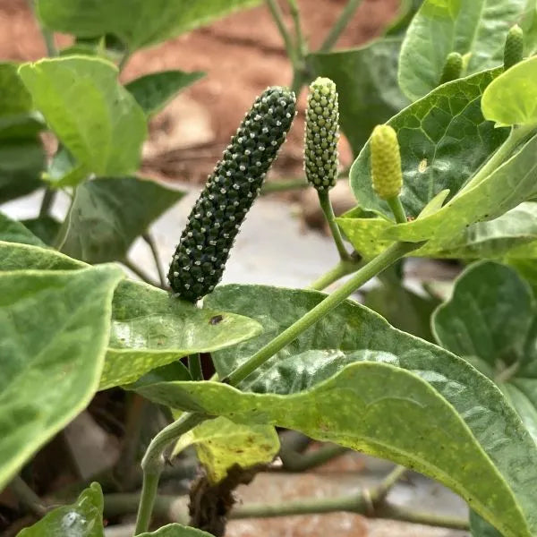 Seeds Ville Arudra Nakshatra Pippali Long Pepper Live Plant