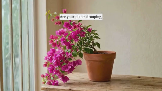 Seeds Ville Hoya Carnosa Wax Plant Healthy Indoor Pot