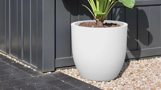 Seeds Ville Monstera Deliciosa Live Plant With Grow Bag Pot
