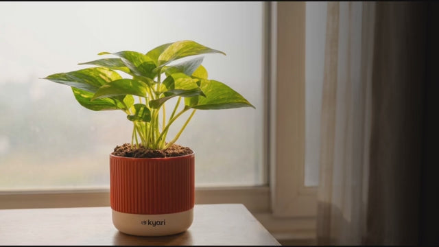 Seeds Ville Hoya Pubicalyx Wax Plant Red Buttons Live Indoor