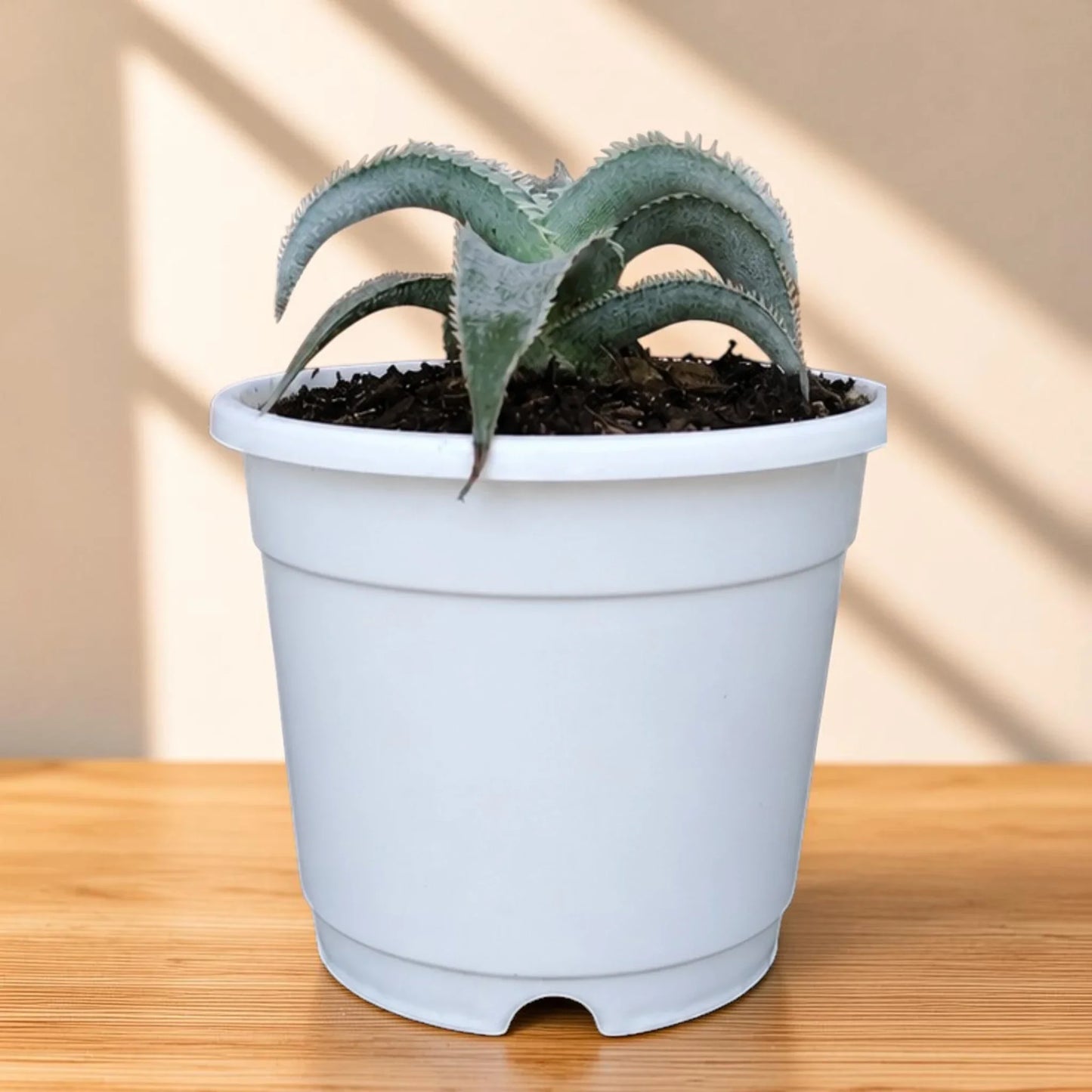 Dyckia Marnier-Lapostollei Rare Silver Bromeliad Live Plant