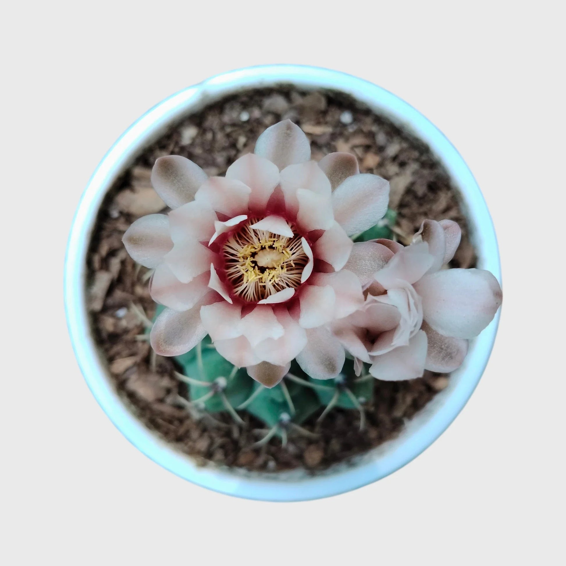 Gymnocalycium Quehlianum Hybrid Well Rooted Flowering Cactus 7-10cm