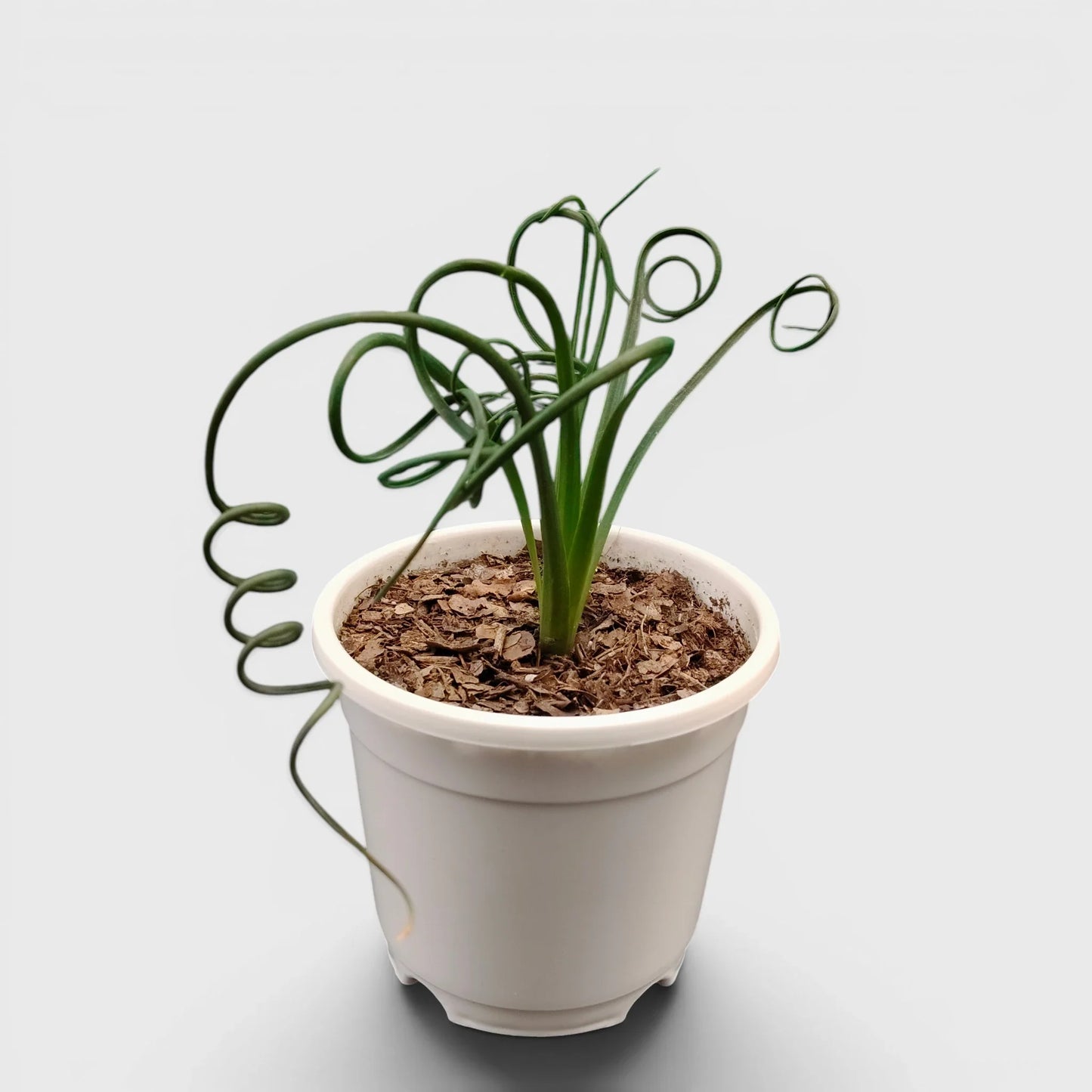 Seeds Ville Albuca Spiralis Frizzle Sizzle Corkscrew Succulent Plant