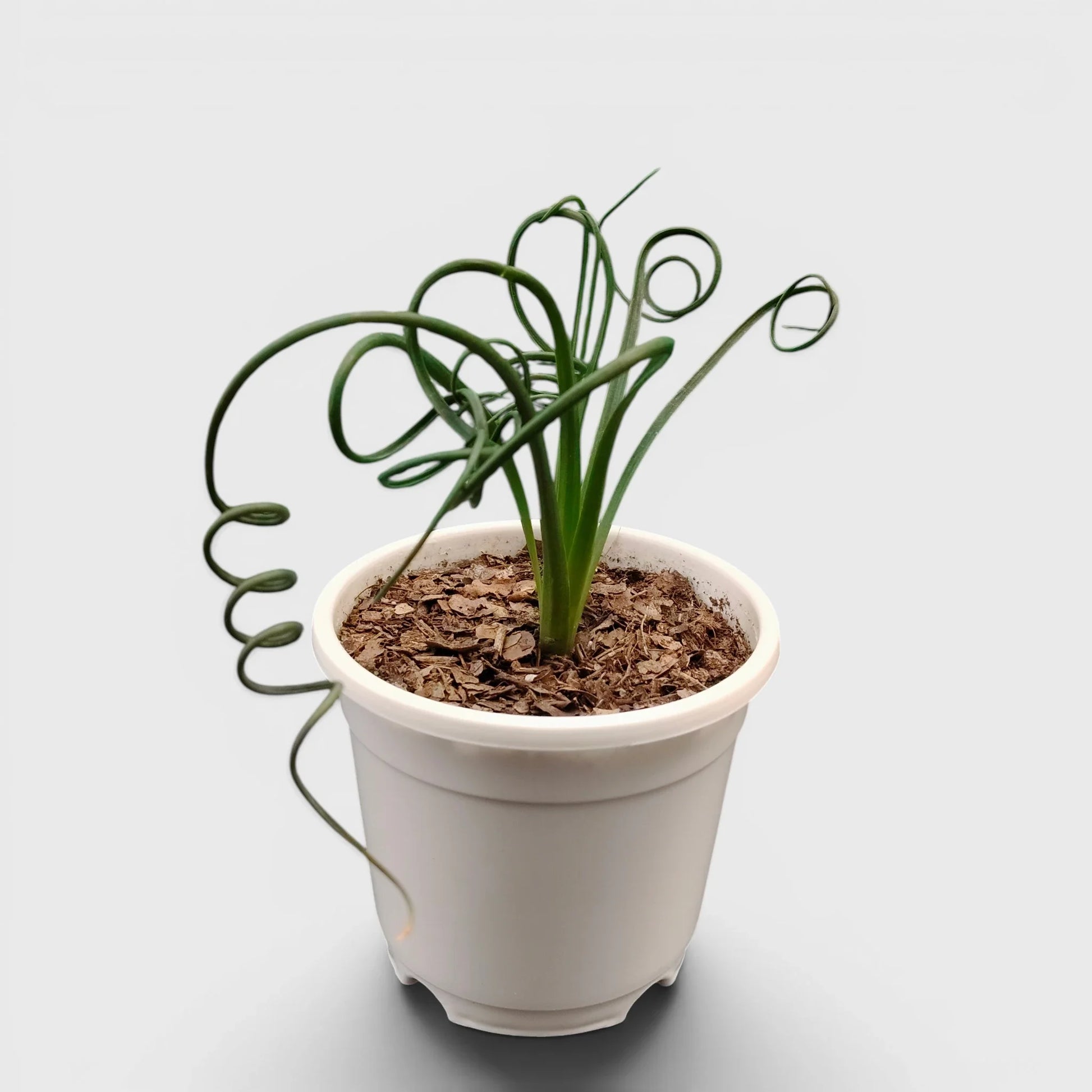 Seeds Ville Albuca Spiralis Frizzle Sizzle Corkscrew Succulent Plant