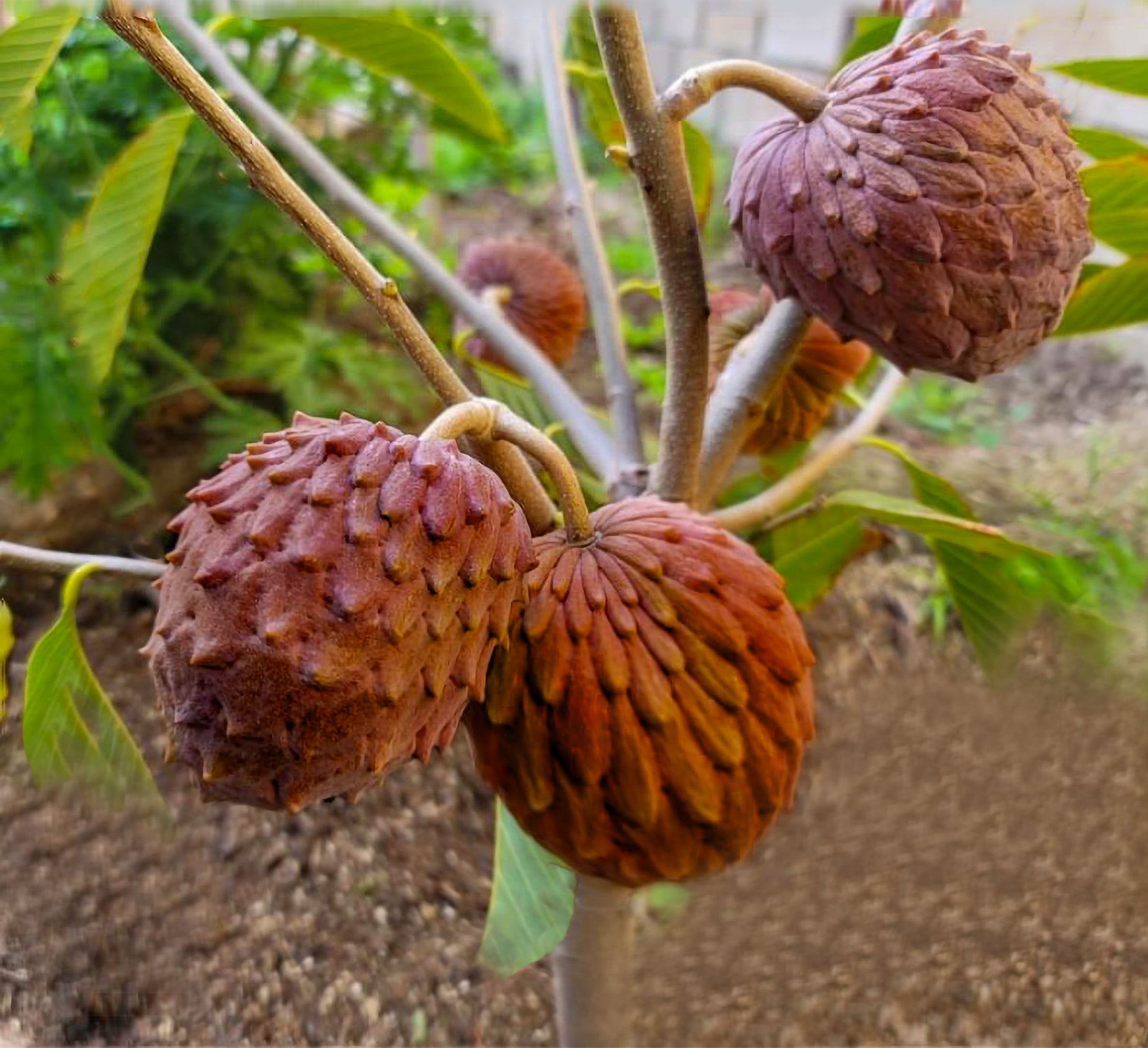 Seeds Ville Red Gefner Atemoya Live Plant Grafted
