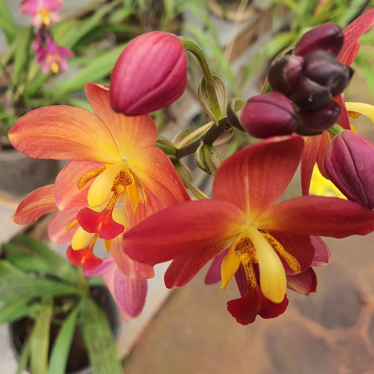 Seeds Ville Spathoglottis Plicata Red Ground Orchid Plant