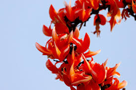 Seeds Ville Red Palash Live Plant Butea Monosperma