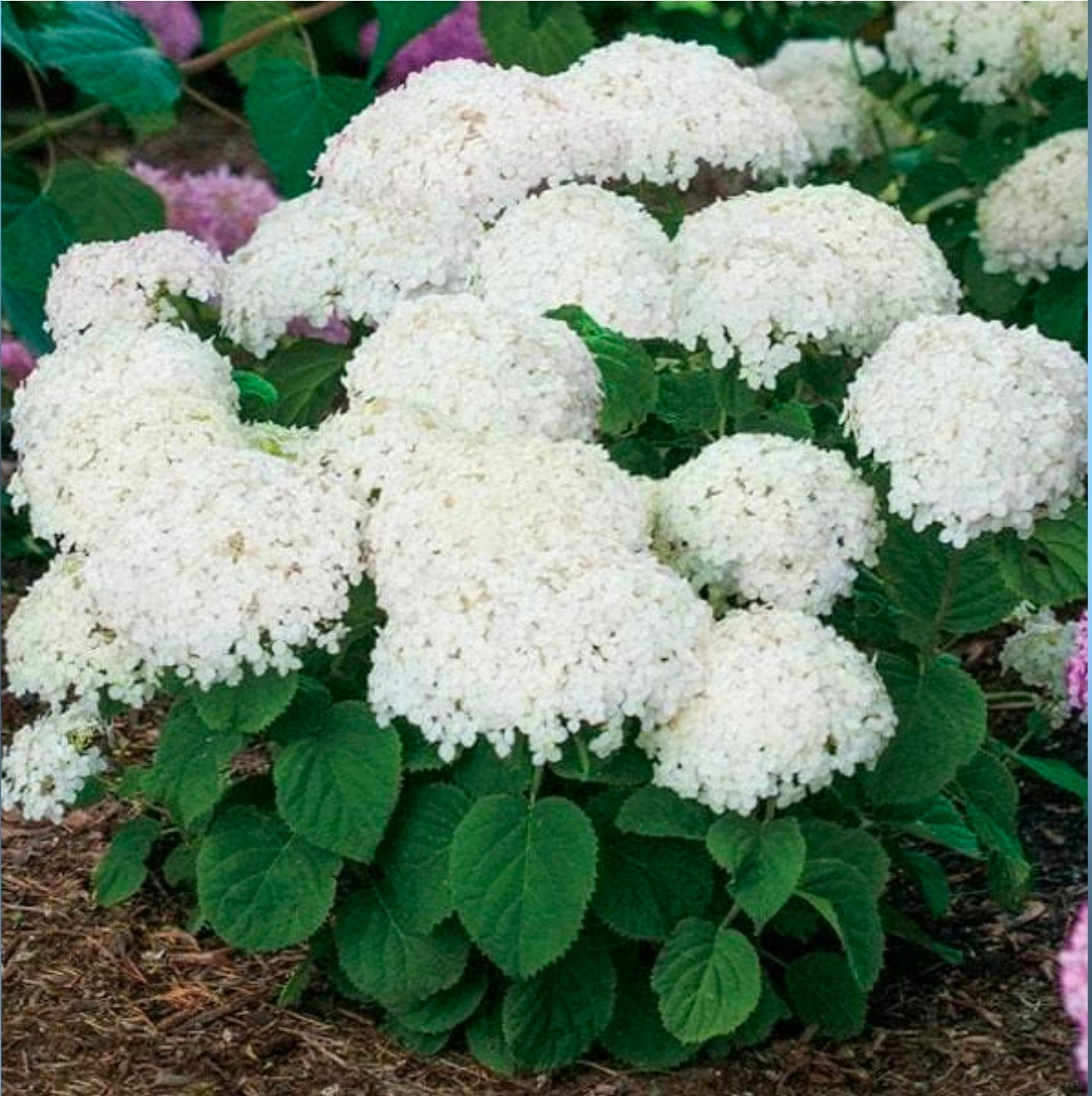 Seeds Ville Hydrangea Arborescens, Smooth Hydrangea (White) - Plant
