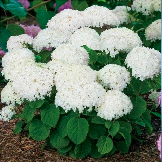 Seeds Ville Hydrangea Arborescens, Smooth Hydrangea (White) - Plant