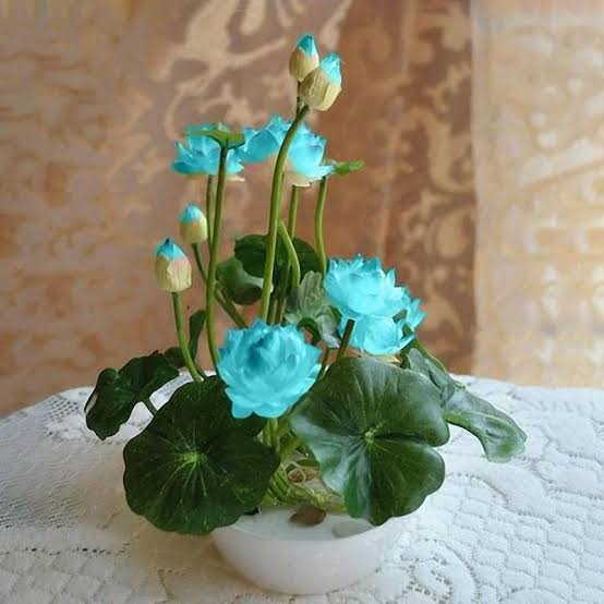 Mix Colour Lotus Seeds Home Garden Pack- 20 Fresh Seeds