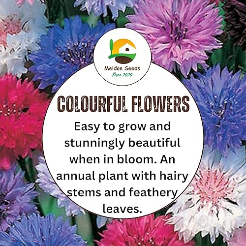Cornflower Polka Dot Mix 200 Native Wildflower Seeds Pack
