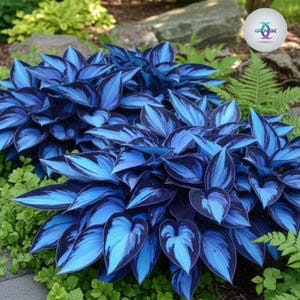 (500+ Seeds) Hosta Hybrid Seeds For Planting Low Maintenance - Grow Indoor/Outdoor Both - Grow Year Round**PRICE IS IN INR (1 USD=92 INR**(International Shipping 7-11 Days)