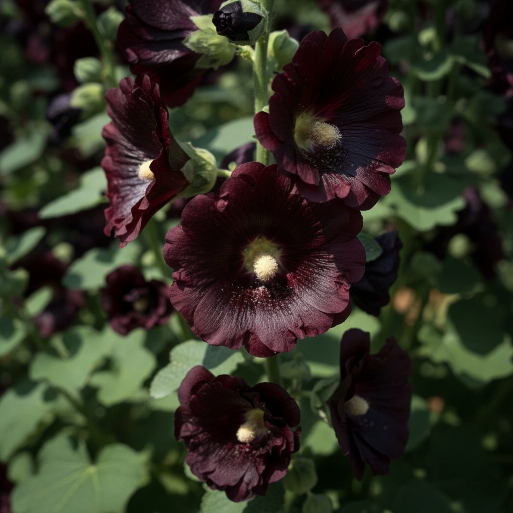 Seeds Ville Hollyhock Flower Seeds Mix Color (150 Seeds) | Easy to Grow | Low Maintenance | Alcea Rosea | Grow All India