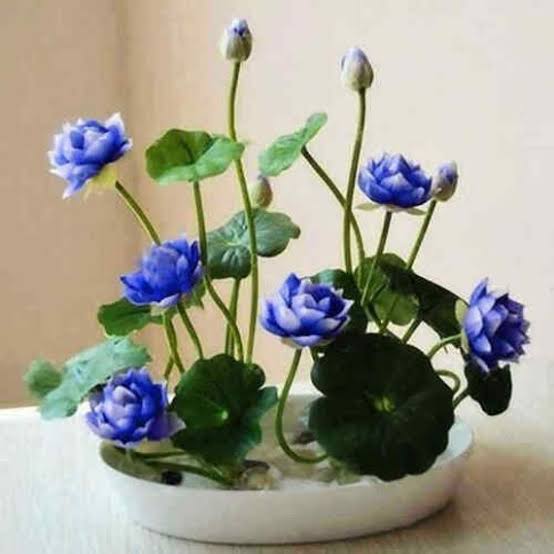 Mix Colour Lotus Seeds Home Garden Pack- 20 Fresh Seeds