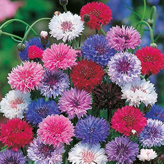 Cornflower Polka Dot Mix 200 Native Wildflower Seeds Pack