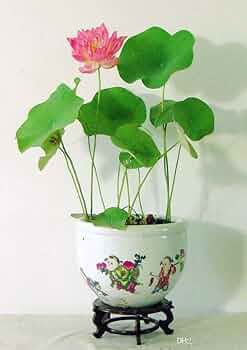 Mix Colour Lotus Seeds Home Garden Pack- 20 Fresh Seeds