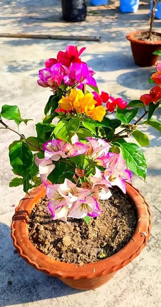 شجرة بونساي قزمة من جيم جاك جالاكسي لايف، مُطعّمة بألوان متعددة، متوفرة بأربعة إلى خمسة ألوان، مناسبة للحدائق المنزلية والداخلية، مع أصيص أسود.