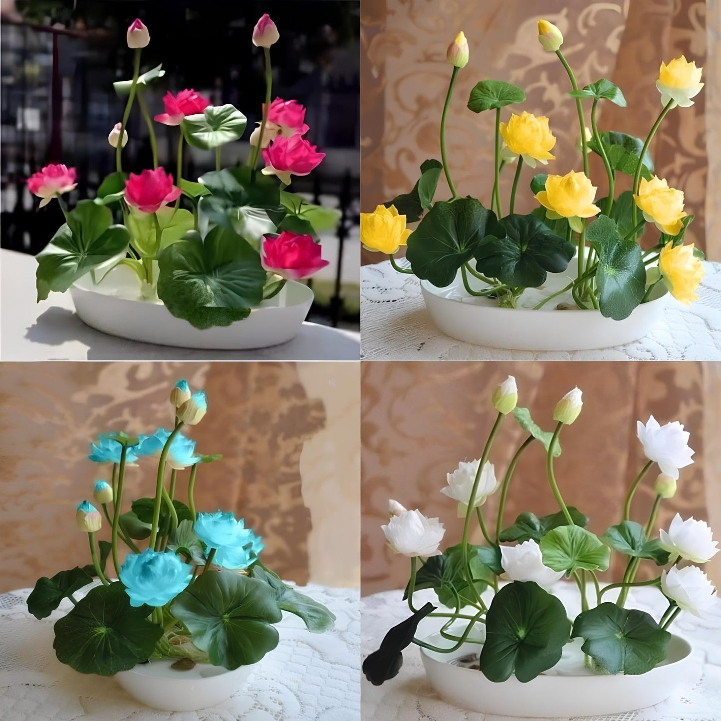 Mix Colour Lotus Seeds Home Garden Pack- 20 Fresh Seeds