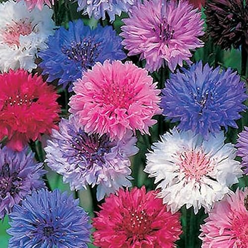 Cornflower Polka Dot Mix 200 Native Wildflower Seeds Pack
