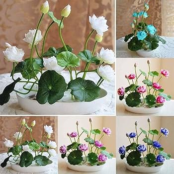 Mix Colour Lotus Seeds Home Garden Pack- 20 Fresh Seeds
