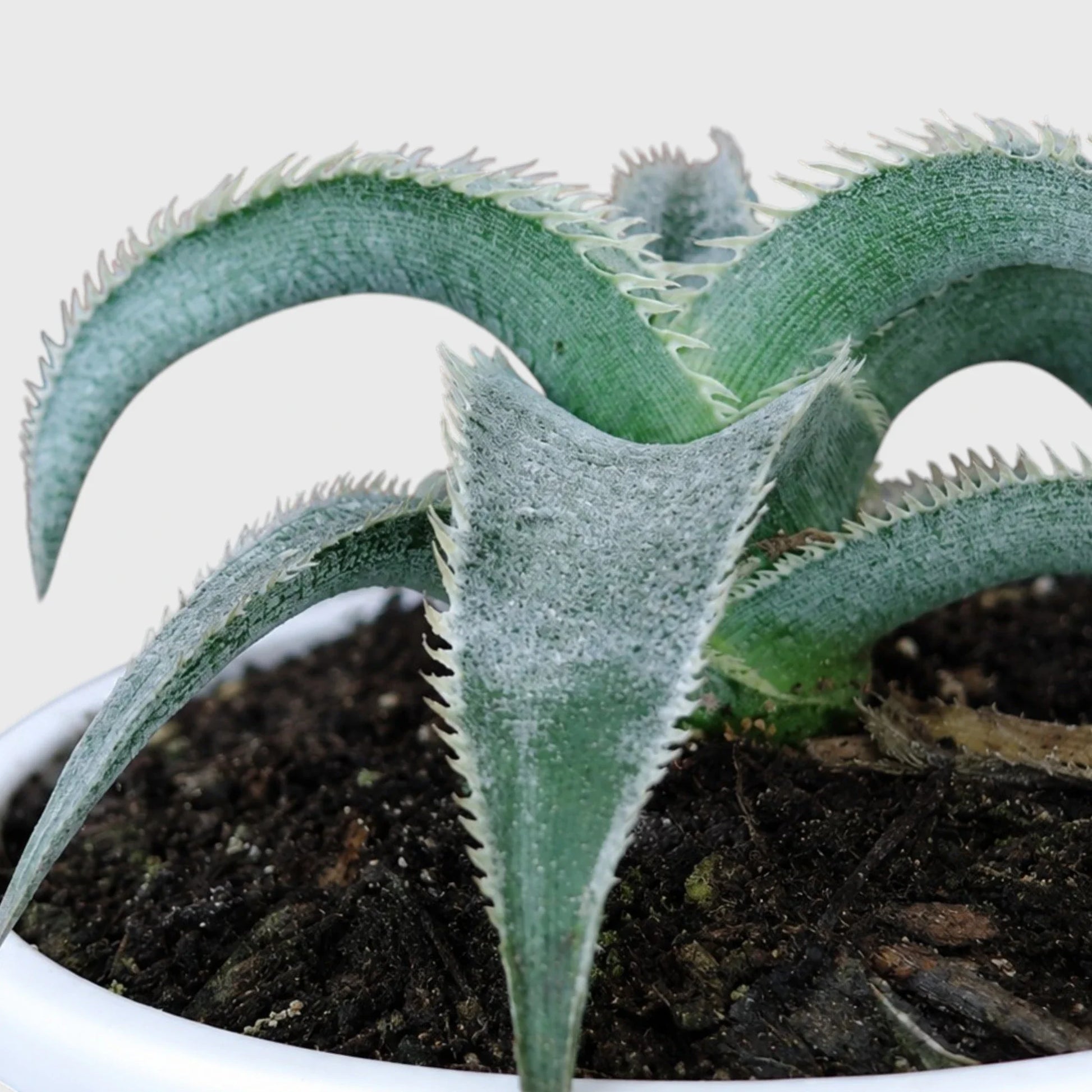Dyckia Marnier-Lapostollei Rare Silver Bromeliad Live Plant