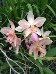 Seeds Ville Spathoglottis Plicata Cream Ground Orchid Live Plant