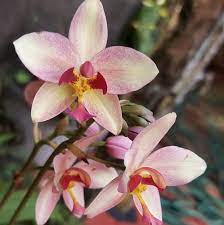 Seeds Ville Spathoglottis Plicata Cream Ground Orchid Live Plant