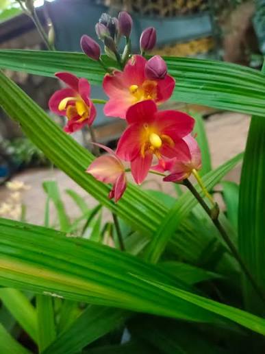 Seeds Ville Spathoglottis Plicata Red Ground Orchid Plant