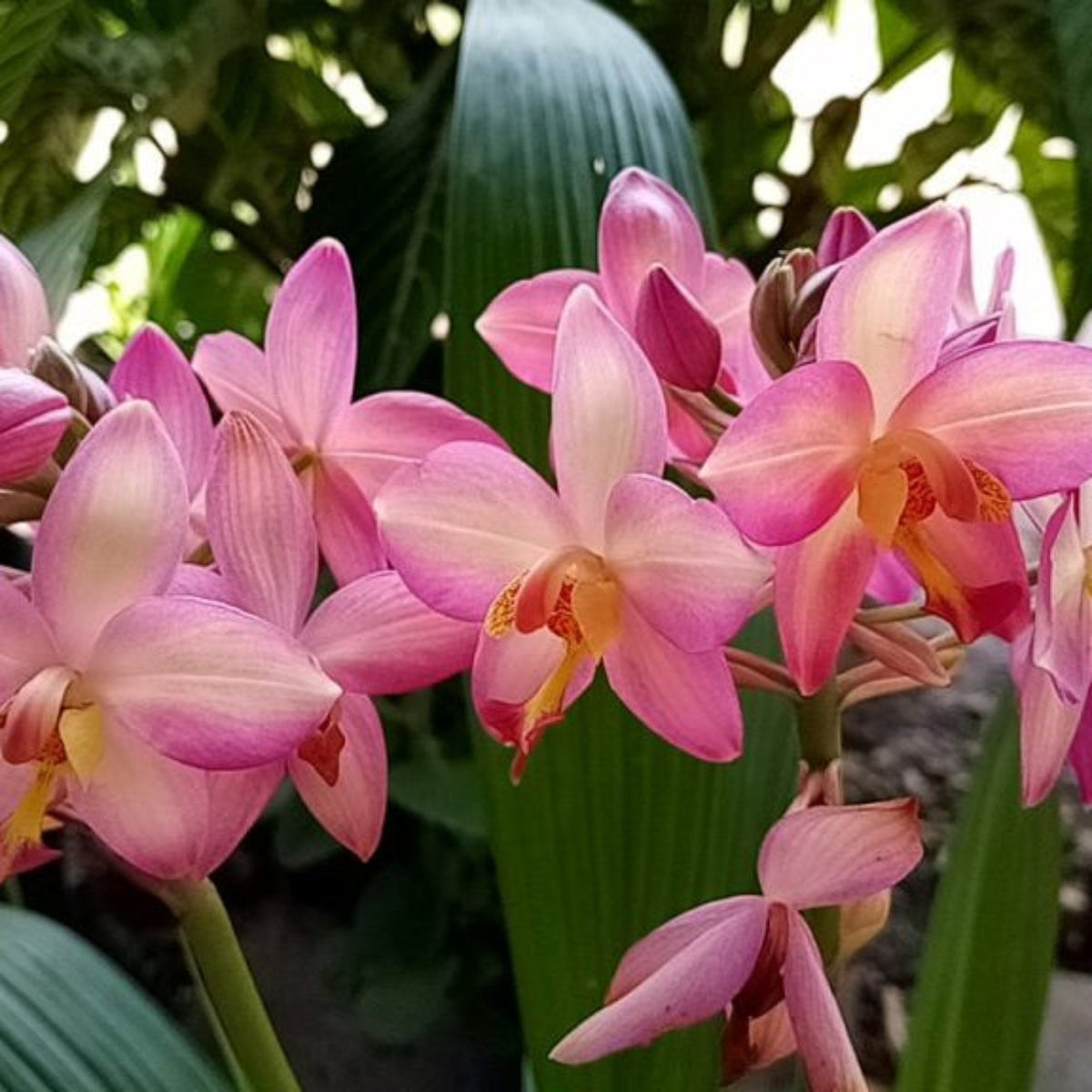 Seeds Ville Spathoglottis Plicata Giant Pink Ground Orchid