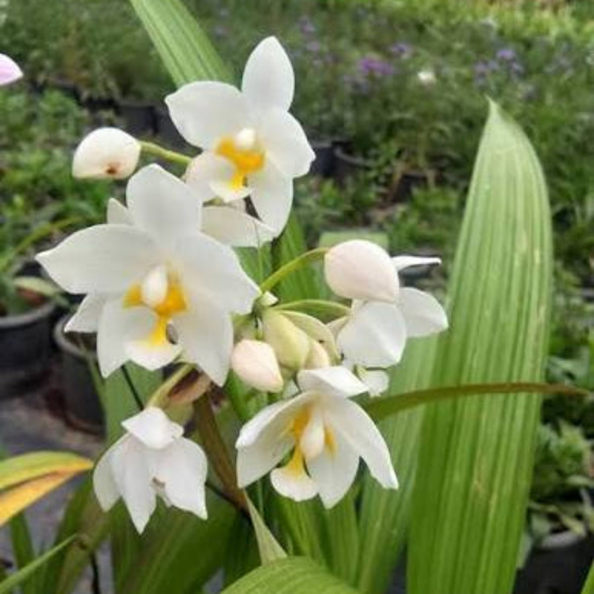 Seeds Ville Spathoglottis Plicata White Ground Orchid Live Plant