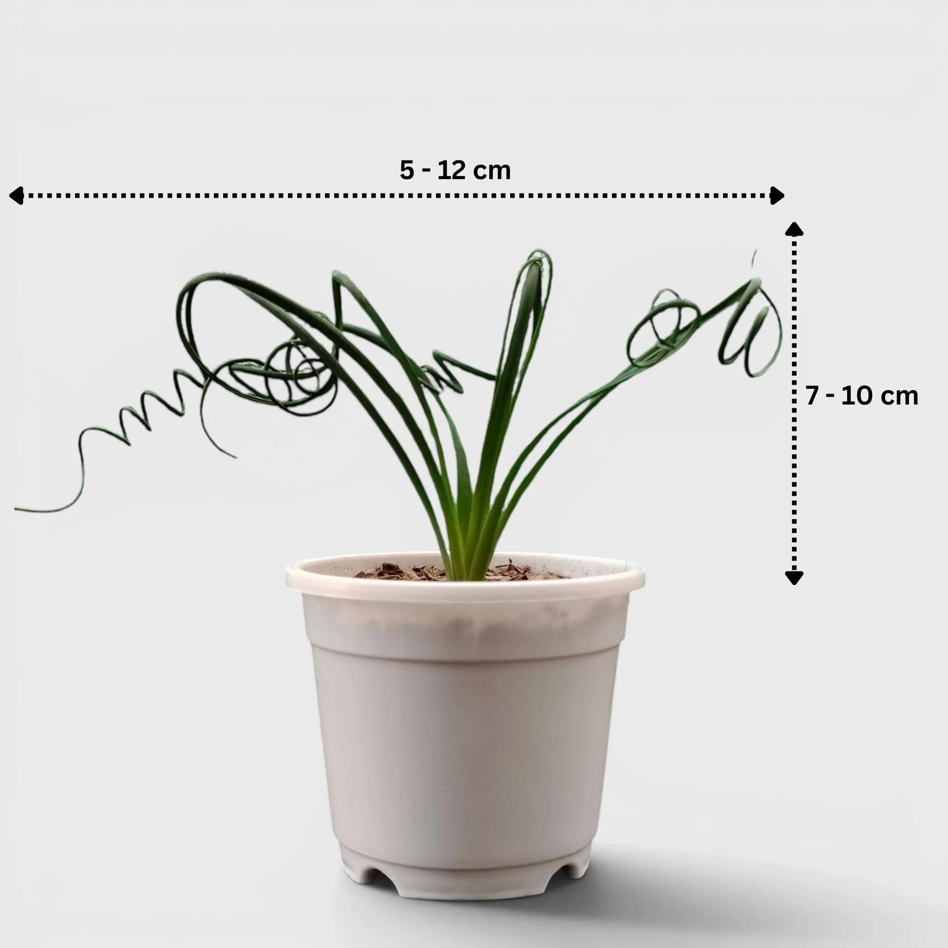 Seeds Ville Albuca Spiralis Frizzle Sizzle Corkscrew Succulent Plant