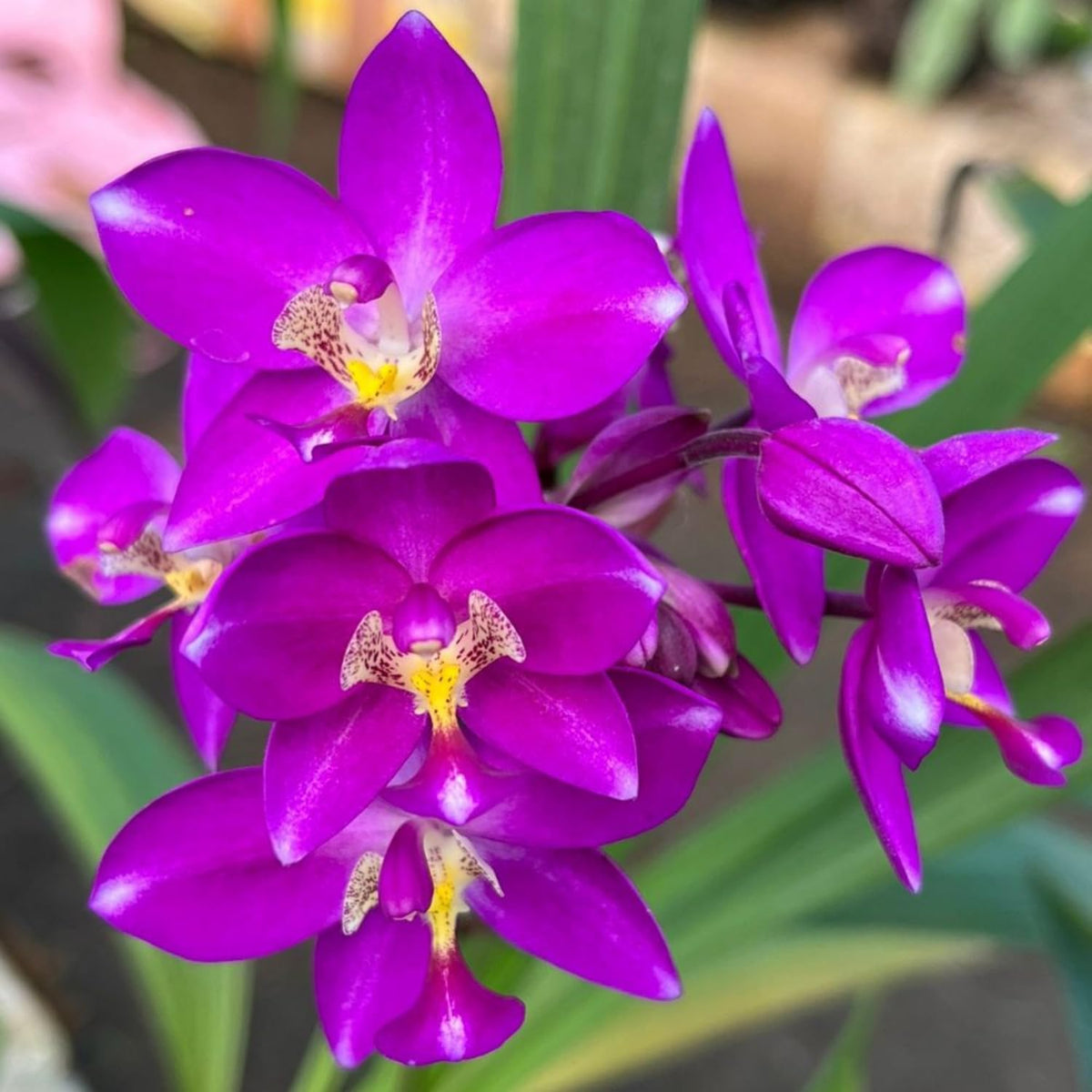 Seeds Ville Spathoglottis Plicata Purple Ground Orchid Live Plant