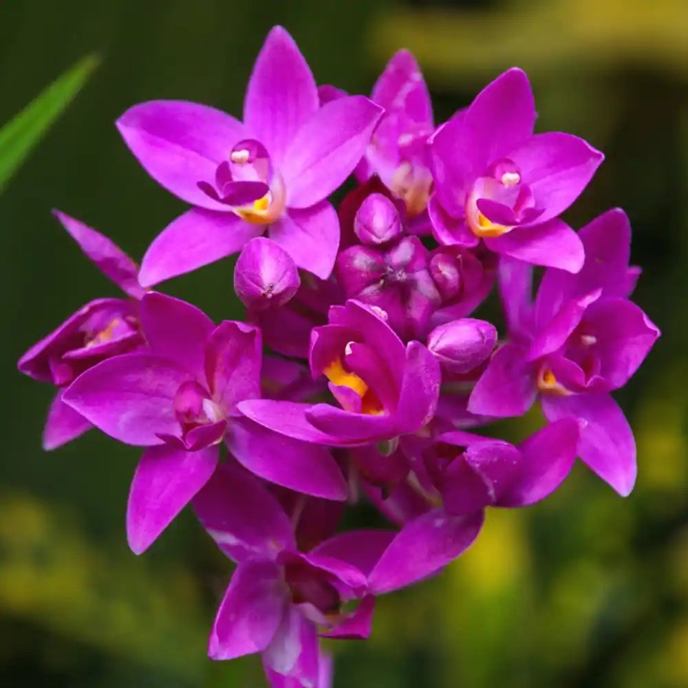 Seeds Ville Spathoglottis Plicata Purple Ground Orchid Live Plant