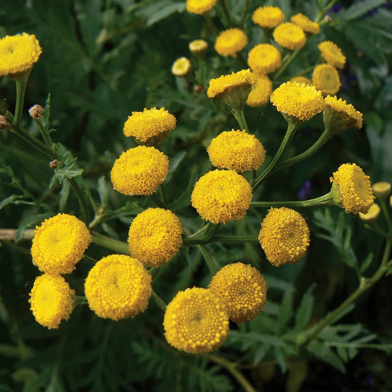 100+ Seeds- Tansy Flower Seeds - Natural Insect Repellent - Grow Year Round - All India