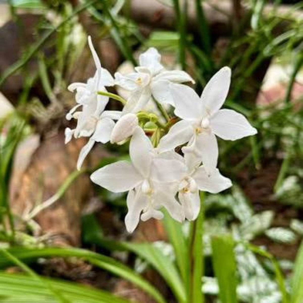 Seeds Ville Spathoglottis Plicata White Ground Orchid Live Plant