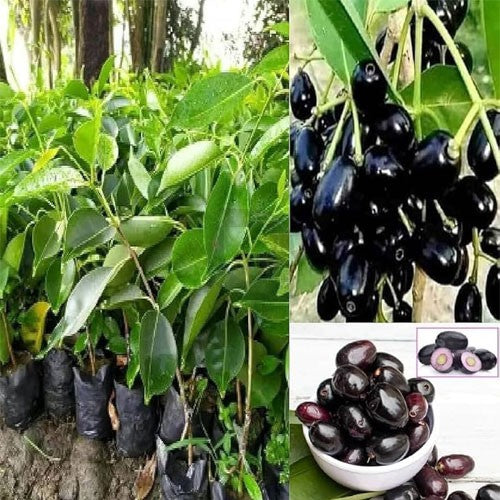 Seeds Ville Rohini Nakshatra Black Jamun Syzygium Cumini Live Plant