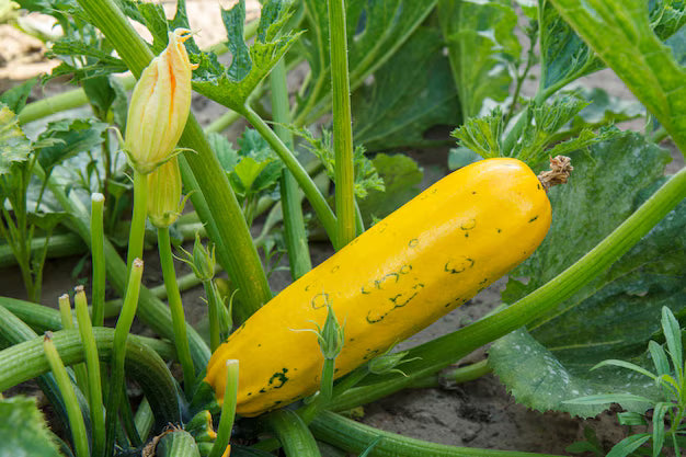 25 Seeds- Zucchini sKing Courgette Non GMO Heirloom Organic Seeds For Planting